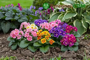 Выращивание моркови в открытом грунте