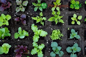 Как подготовить рассаду к высадке в открытый грунт: закаливание