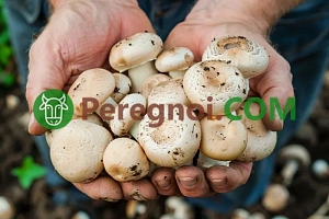 Выращивание эустомы через рассаду