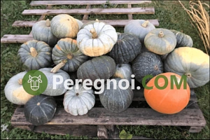 Выращивание фасоли в открытом грунте