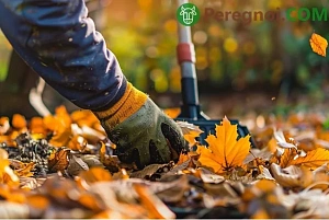 Какие деревья и кусты можно обрезать осенью