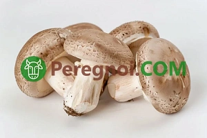 Выращивание хосты в открытом грунте