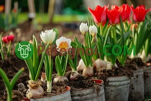 Осенние работы в цветнике