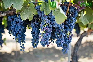 Всё о создании пруда на участке