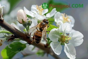 Что лучше для огорода: навоз или перегной?