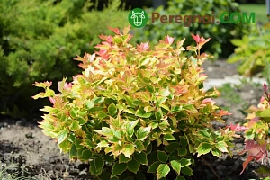 Выращивание домашних луковичных растений