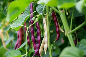 Выращивание хвойного дерева из семян