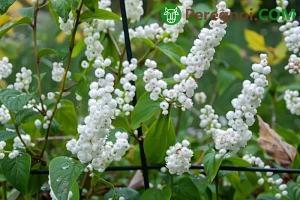 Выращивание томатов в открытом грунте