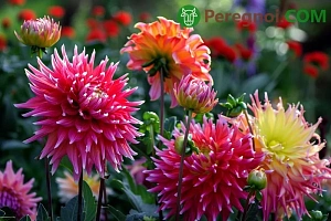 Готовим грядку под морковь