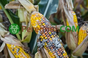 Вредители и болезни лука