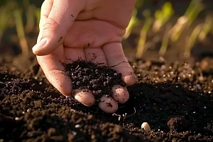 5 советов для повышения плодородия почвы в следующем сезоне