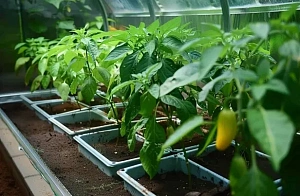 9 самых частых ошибок при выращивании перцев