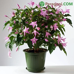 Дезинфекция и удобрение почвы в теплице весной