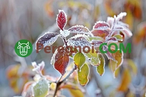 Чем опасны возвратные заморозки и как уберечь растения