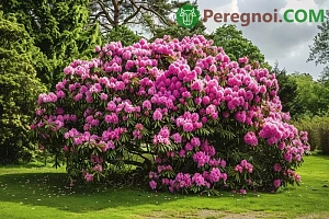 Выращивание сахарной свеклы