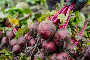 Выращивание сельдерея в открытом грунте и уход за ним