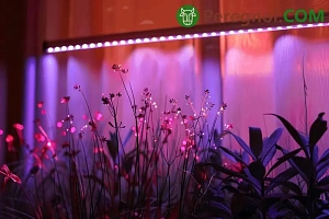 Уход за цветником в конце весны - начале лета