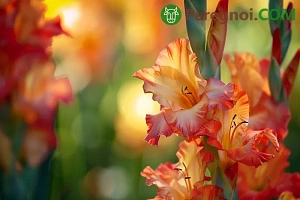 Уход за гладиолусами после цветения