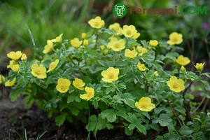 Выращивание лилий в открытом грунте