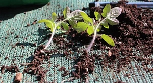 Помогаем рассаде пережить пикировку и пересадку