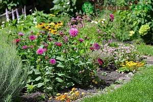 Лечение болезней георгин и борьба с вредителями